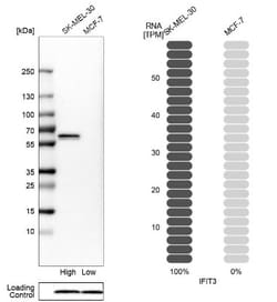 IFIT3 Antibody, Novus Biologicals 25 &mu;L, Unlabeled:Antibodies, Polyclonal